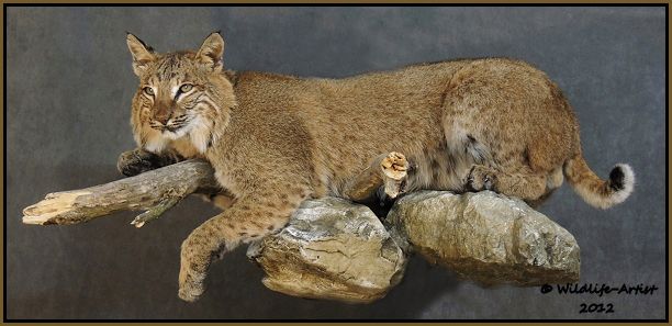 Bobcat Taxidermy New Mount Fur Hunting Cabin Lynx Fox Coyote by 