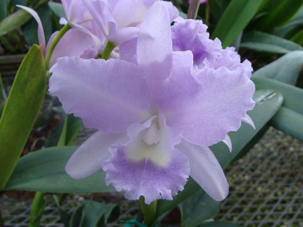  Orchid Plant BLC Volcano Blue Great Blue