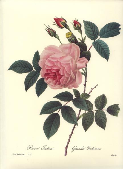 Redoute Botanical Flower Print Pink Indica Rose Plate 132