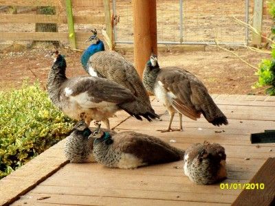   Peacock Hatching Eggs Proven Breeders India Blue Black Shoulder White