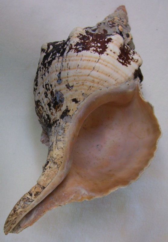   Shell   15  Rare   Unique   Aquarium   Display   Beach House Decor