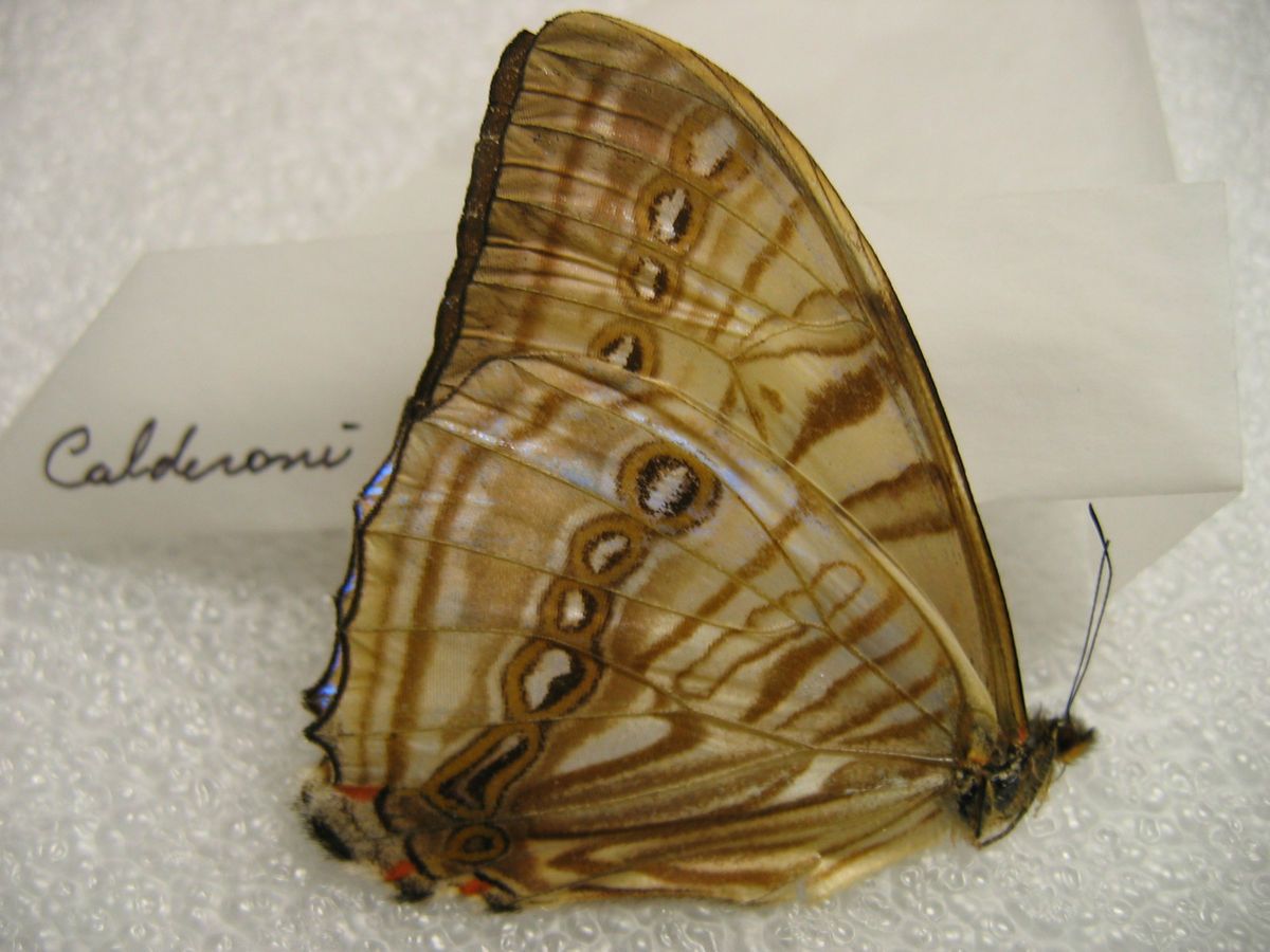  Morpho Sulkowskyi Calderoni