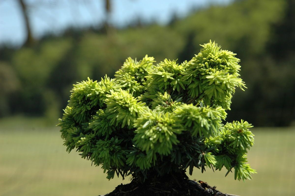 Tsuga canadensis Abbotts Pygmy Dwarf Canadian Hemlock Tree Pot Size 4 