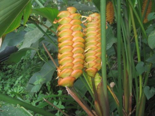 Calathea Crotalifera Yellow Rattleshaker 30 Seeds