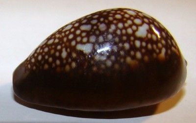 caputophidi 28.5mm.Gem Hawaii Snakehead Cowr Shell Hawaiian 