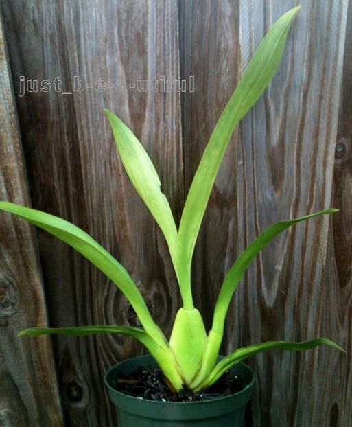   Oncidium Sharry Baby CHOCOLATE Orchid BLOOMING Size Onc. Plant