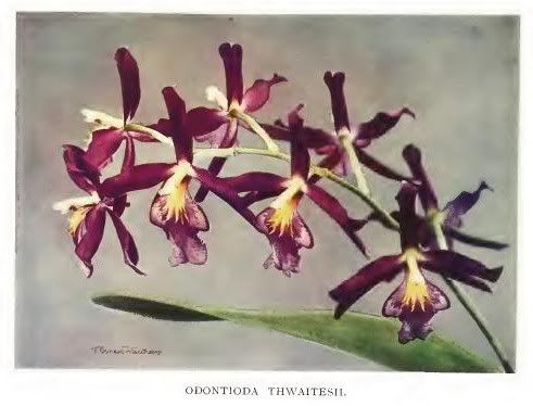 14 orchids for everyone 1910 author curtis charles henry