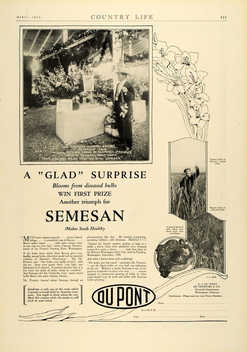 1927 Ad Dupont Gladiolus Flower Revival Semesan Bulbs Prentice Nursery