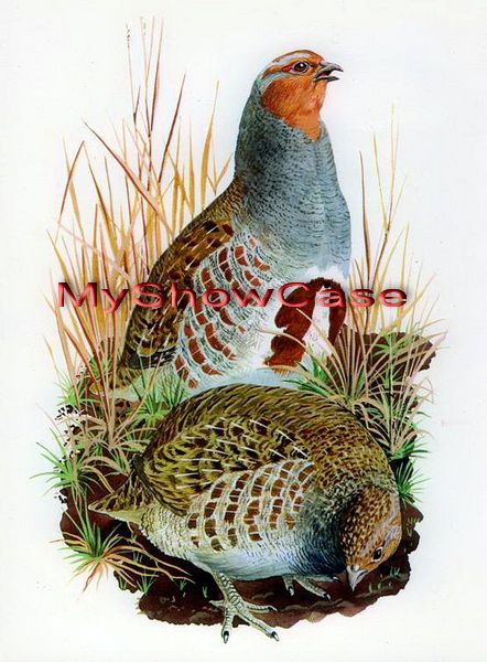 Rare c1946 Tunnicliffe Lithograph Print Wildlife PARTRIDGE & Hen Wild