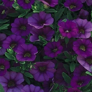 calibrachoa superbells trailing blue 4 1 2 cont