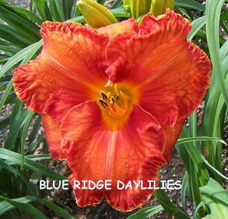 COUNCIL FIRE   DF   L3G   Roderick 1995   DAYLILY