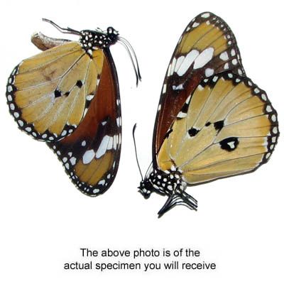 Danaus Chrysippus Cratippus Unmounted Pair