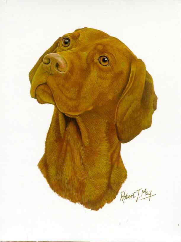 click to view image album beautiful vizsla dog print the print has a