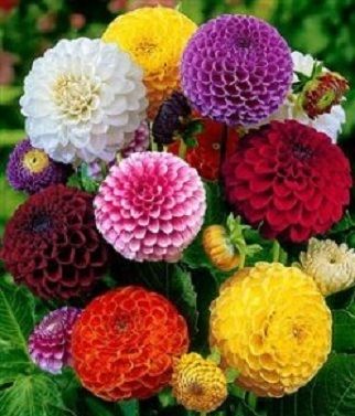 50 Dahlia Pompon Mix Flower Seeds