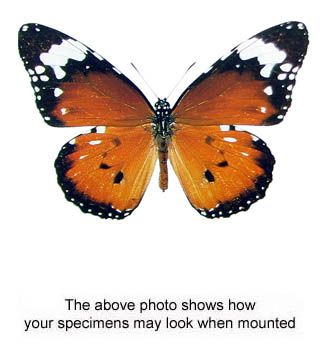 Danaus Chrysippus Cratippus Unmounted Pair