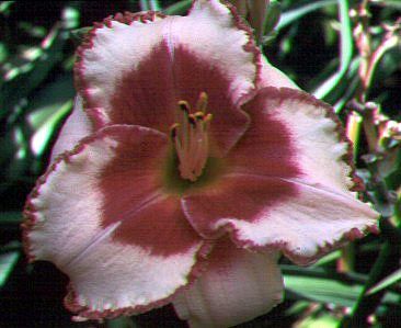 Spacecoast Cherries and Cream DF L6F Kinnebrew DAYLILY