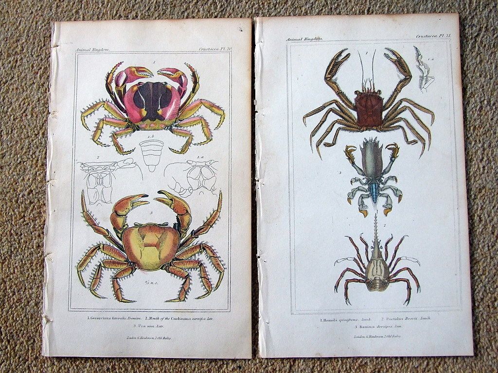 Crustaceans Crabs 1837 2 hand colored engravings by Cuvier 3