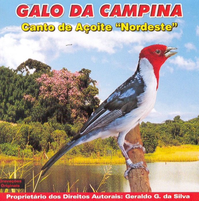 CANTO Dos Passaros Galo Da Campina CANTO de Acoi CD