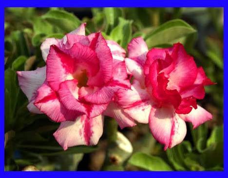 Adenium Obesum Desert Rose Double Amazing 100 Seeds