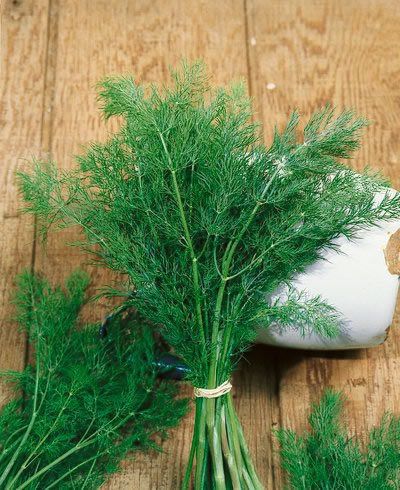 Herb Seeds Dill Bouquet Herbal Pickling Garden Seed