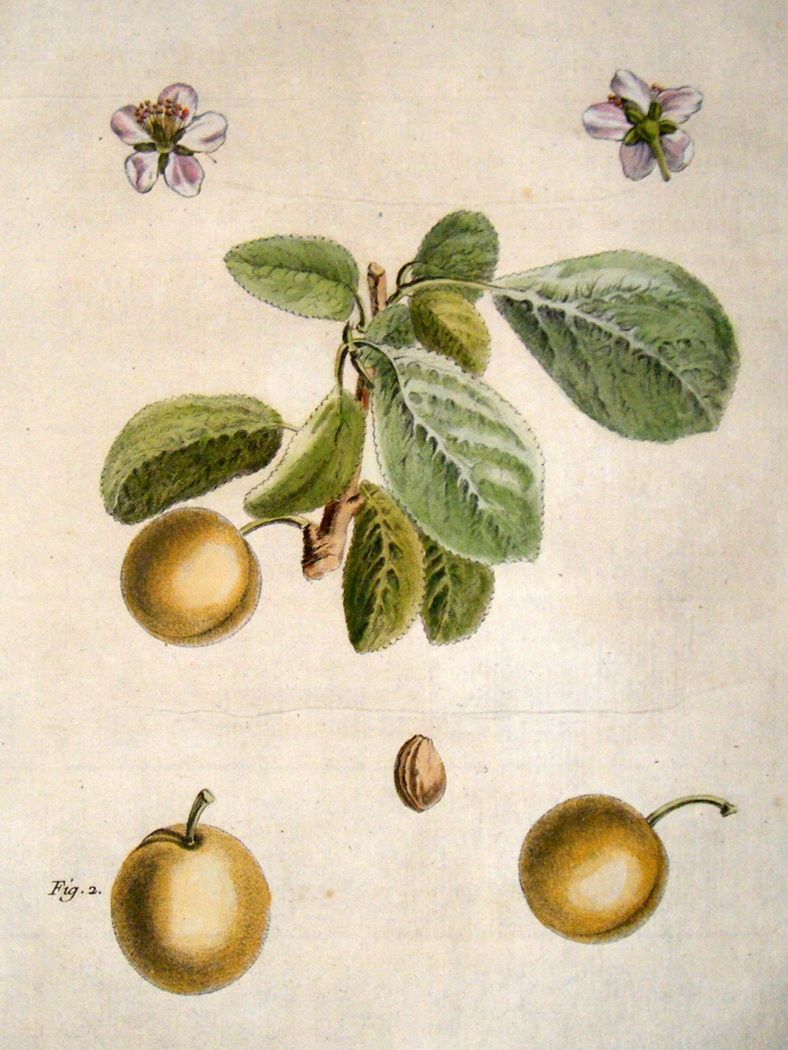 Duhamel du Monceau 1768 Hand Col Fruit Print. White Damson Plum 3