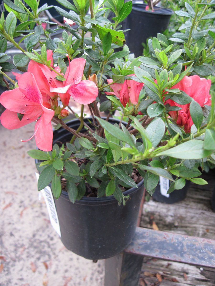 Azalea Duc de Rohan 1 Gal Plant Pretty Pink Flowers