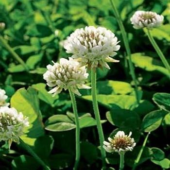 Clover White Dutch Flower Seeds