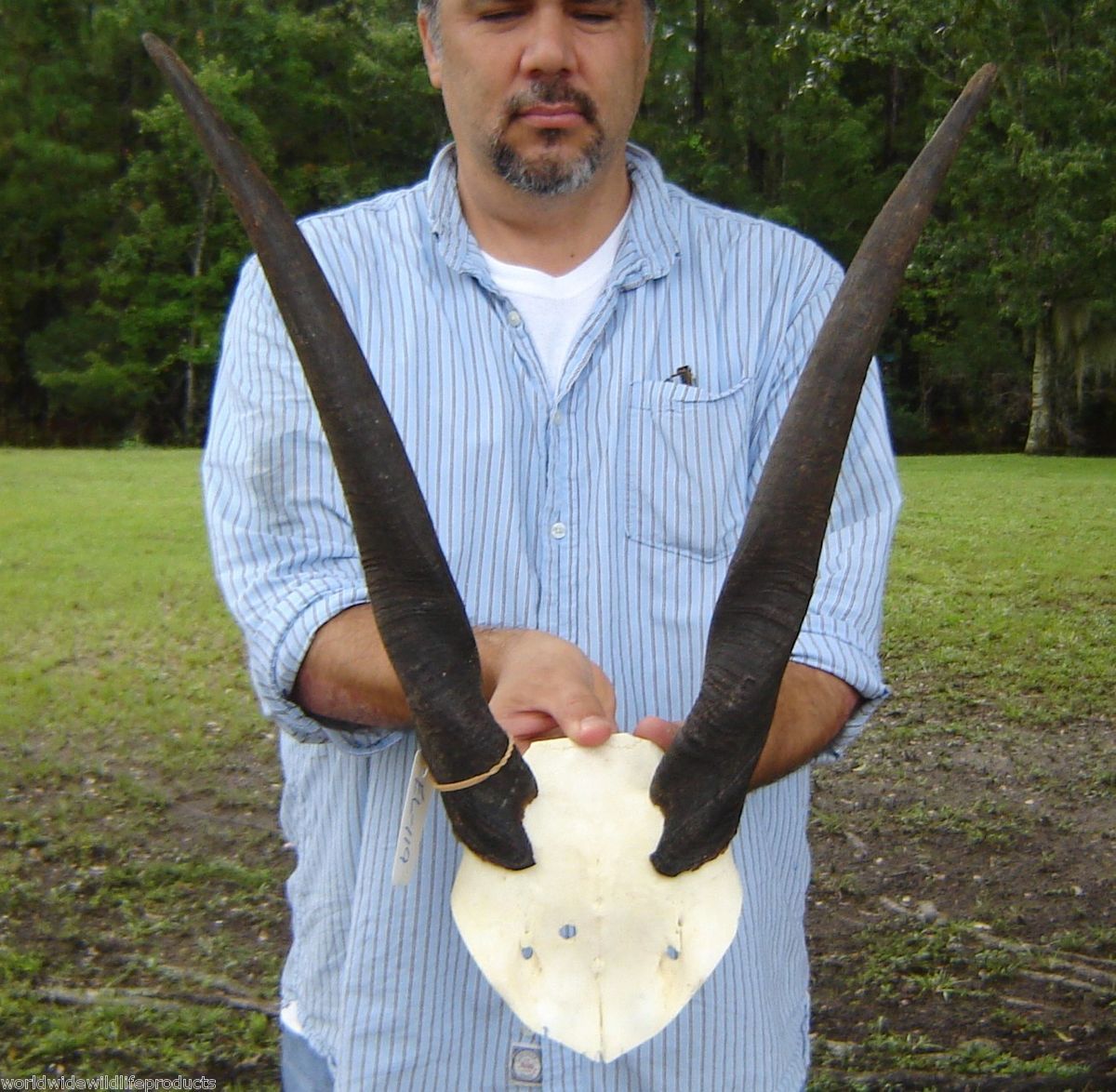 South African Eland Skull Plate with 20 inch Horns Taxidermy El 119