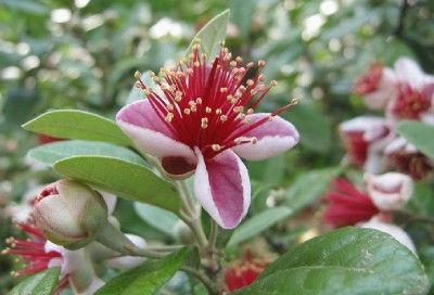 pineapple guava feijoa sellowiana seeds