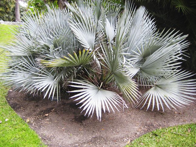 Paper White Palm Mexican Dwarf Blue Brahea Decumbens