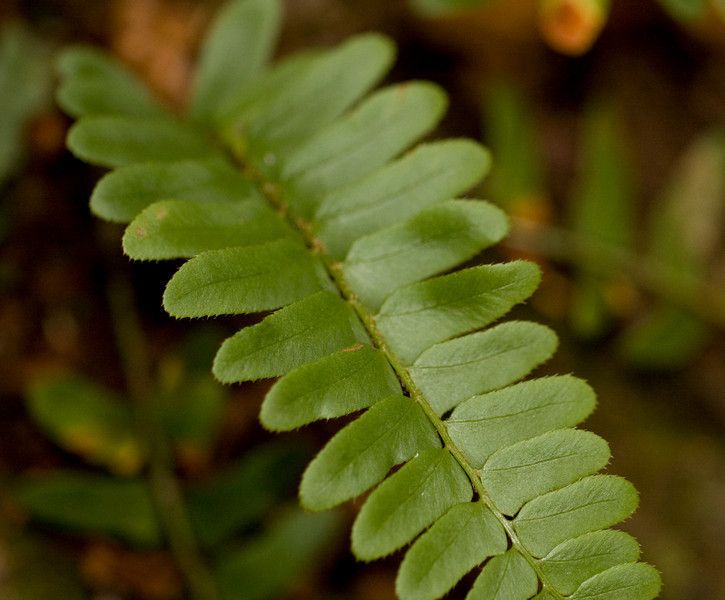  PLANTING 15 Christmas Fern EVERGREEN LIVE plants woodland SHADE garden