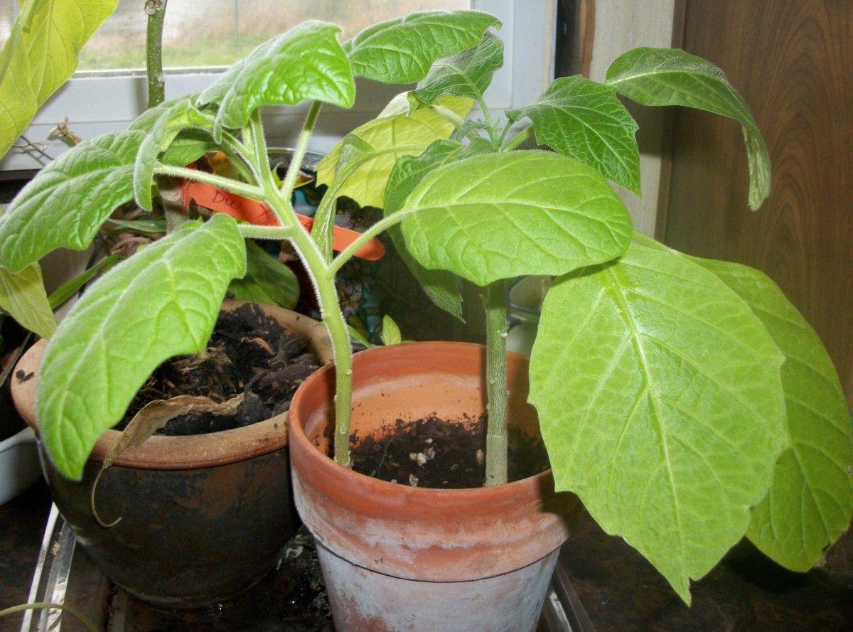 BORRACHERRO EVIL TREE SEEDS THE PLANTS IN THE POT ARE THE 2 I GOT