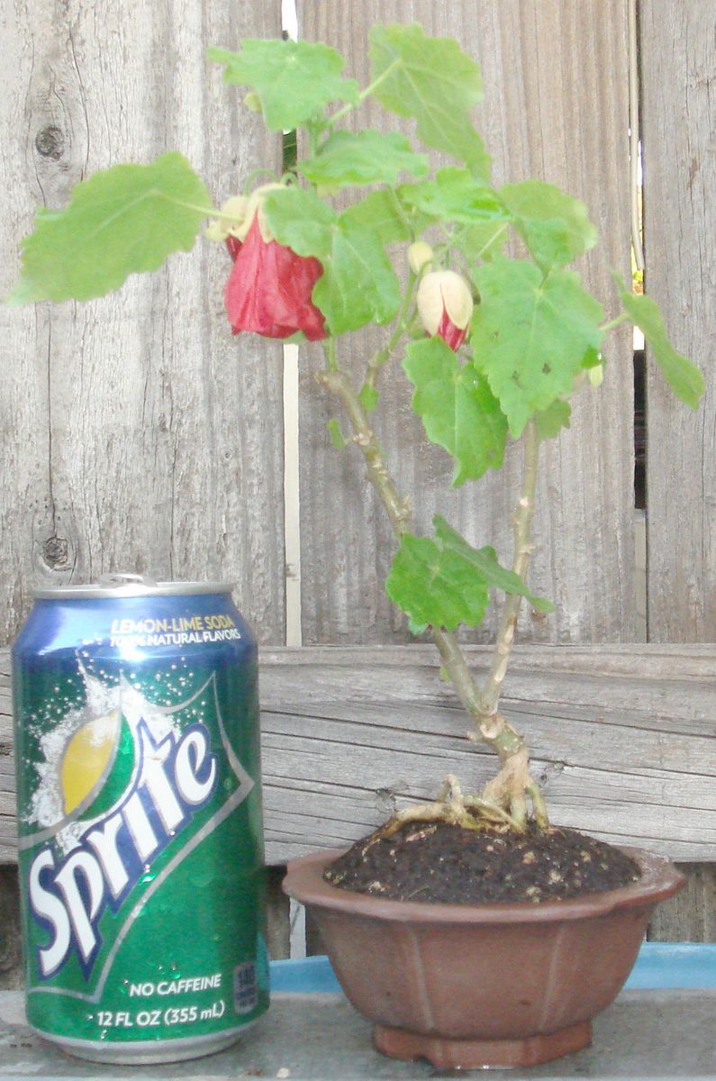 Flowering Maple Chinese Latern Bonsai Dwarf Mame Shohin Flowers