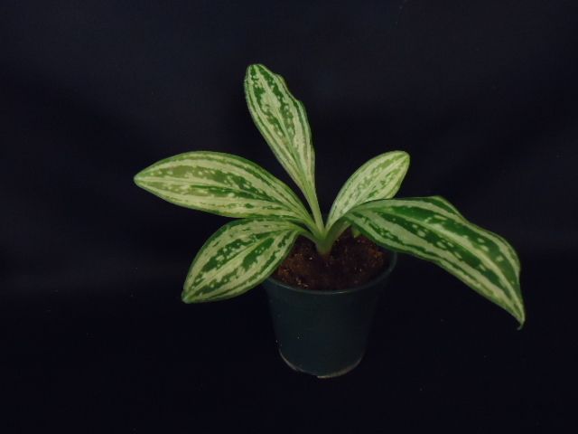 SARCOGLOTTIS SCEPTRODES LIME GALAXY ORCHID SPECIES blooming size