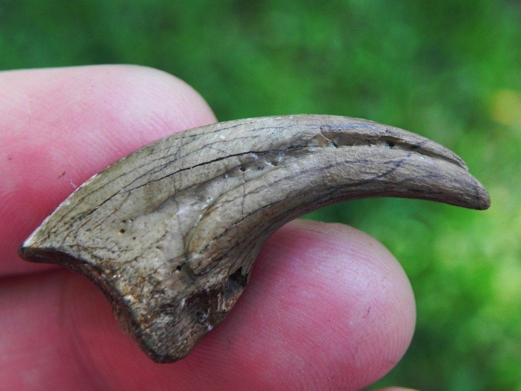 Troodon Formosus Raptor Claw Older Than Megalodon Beast