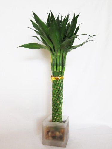  14 Stems Twist Hand Braided Lucky Bamboo Arrangement Fung Shui