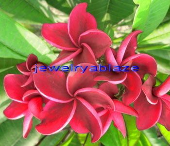 Plumeria Frangipani Flowers Plants Redfire 50 Seeds