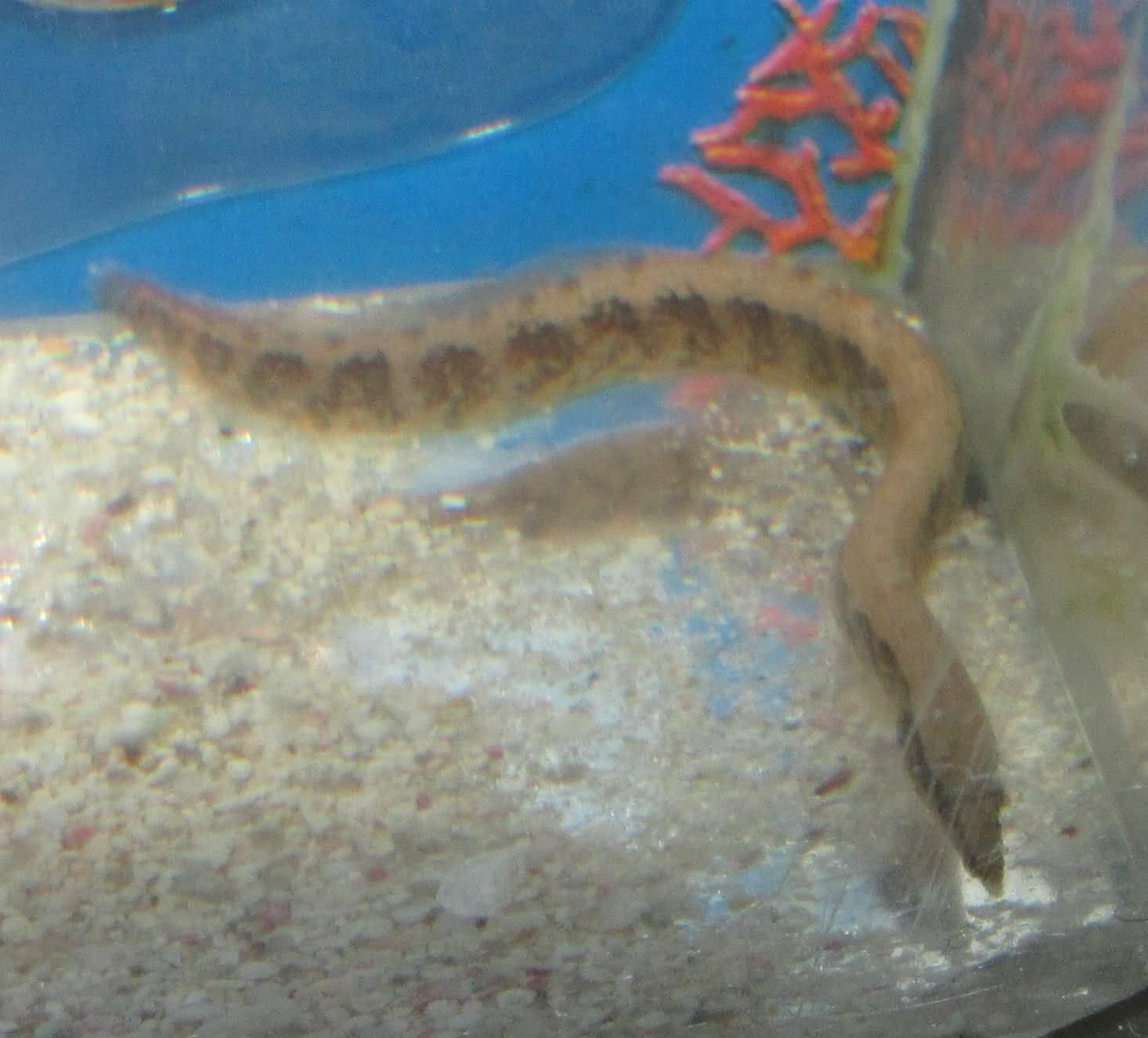 Zig Zag EEl for Live Freshwater Aquarium Fish