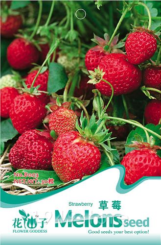  Seeds RARE Pineberry Wild White Strawberry Delicious Fruit Seeds