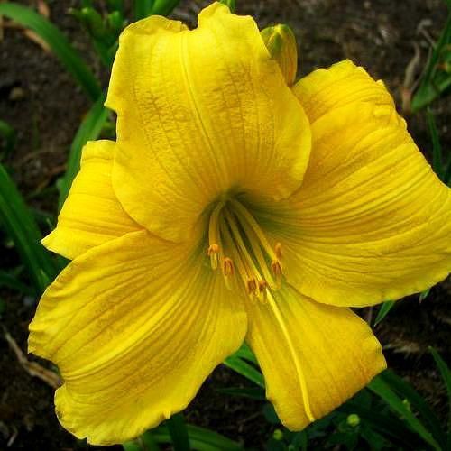 Caramel Valley DAYLILY DF Rebloomer