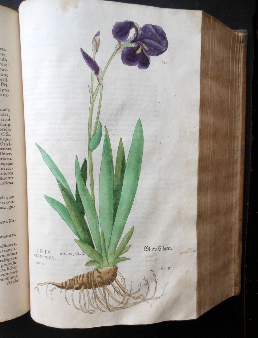 1542 Fuchs De Historia Stirpium Herbal 500+ Full Page Folio