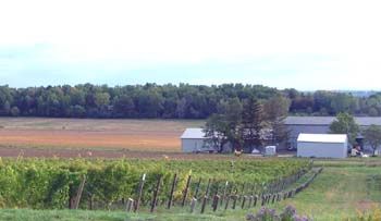  franc merlot pinot gris pinot noir gewurztraminer and sauvignon blanc