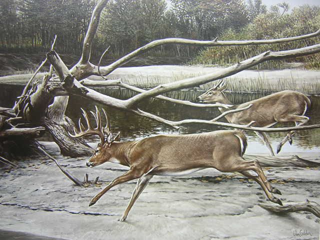 Ron Van Gilder Sandbar Crossing Whitetail Deer Print