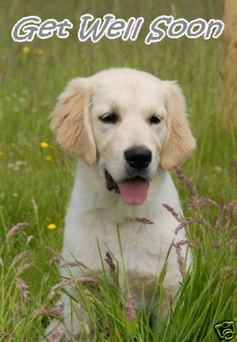 Golden Retriever Get Well Soon Card by Starprint No 1