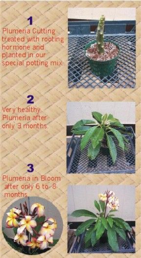 Great Savings 5 Exotic Colors Plumeria Cutting Starter Collection