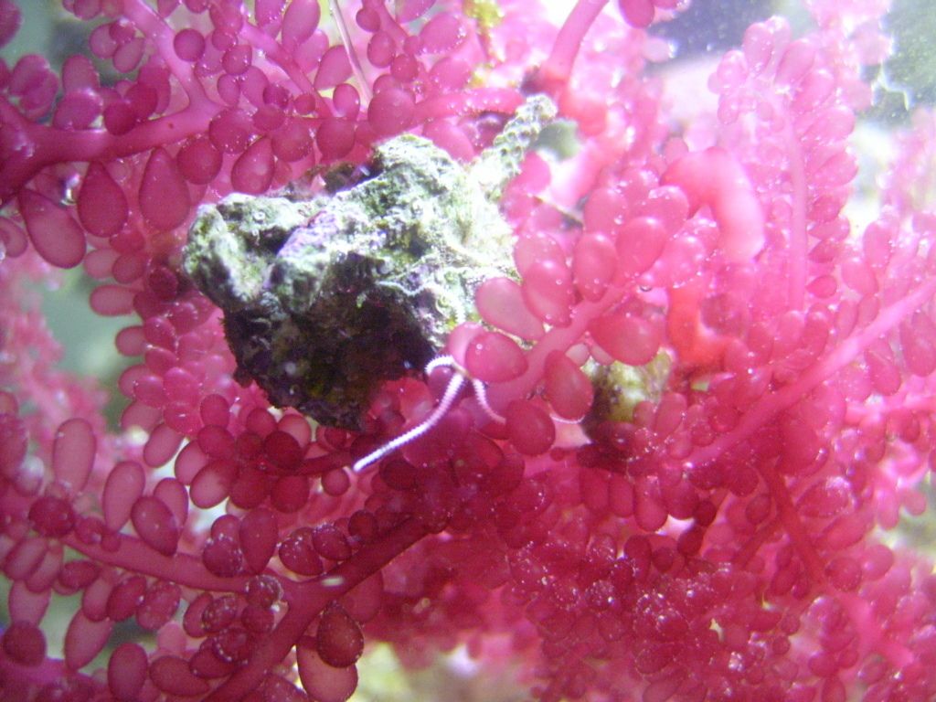 Marine Red Grape Plants