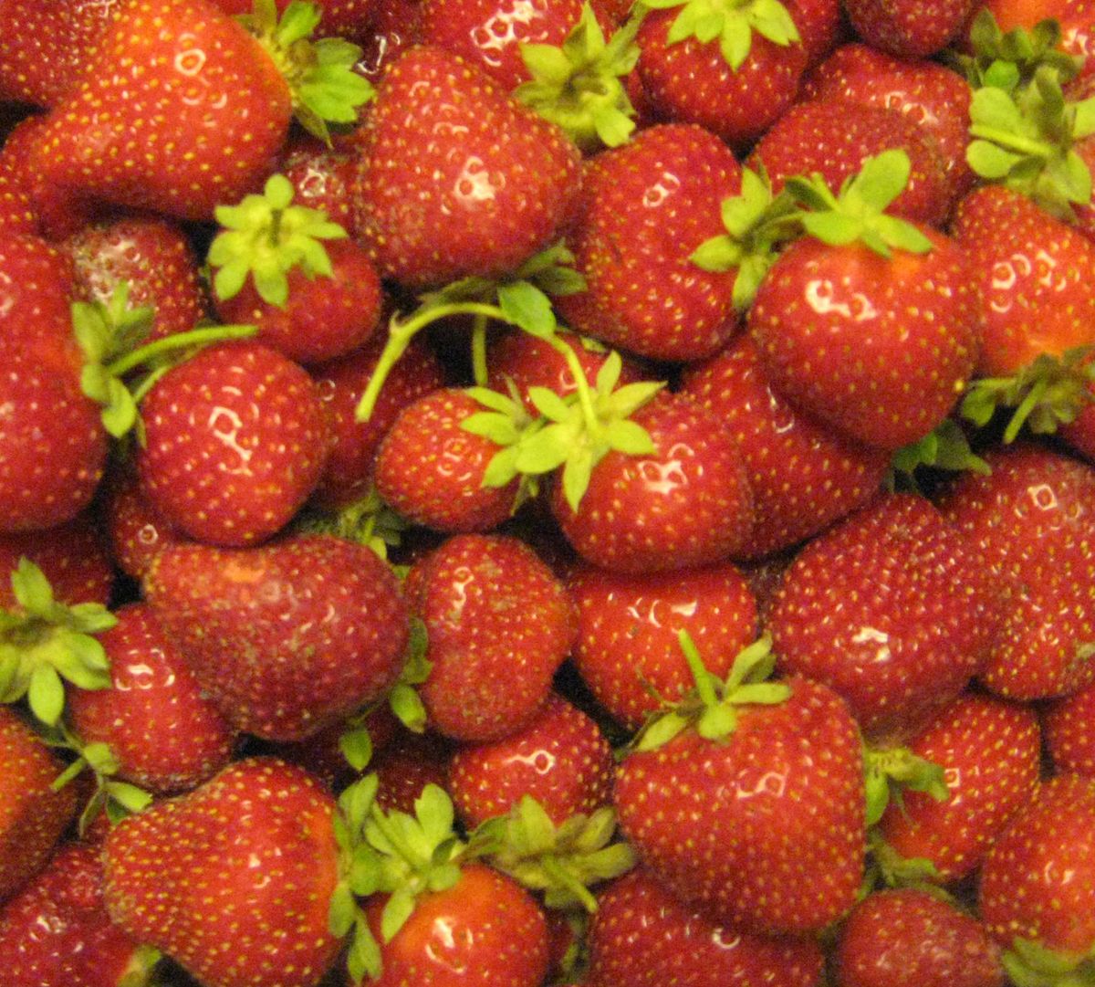 100 Honeoye Junebearing Strawberry Plants Bare Root