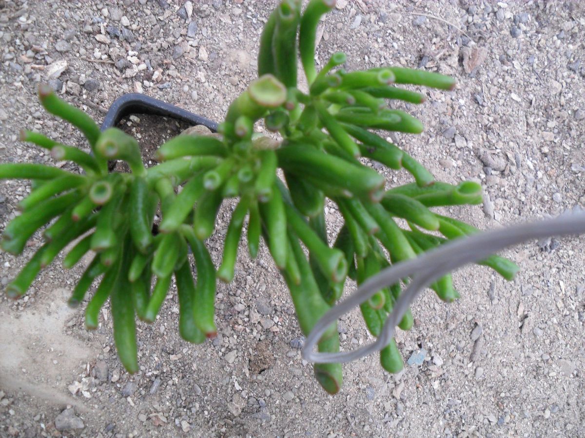 House Plant Fluted Jade