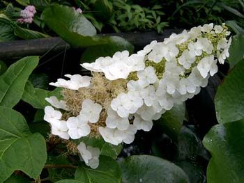 Oakleaf Hydrangea Ellen Huff H Quercifolia