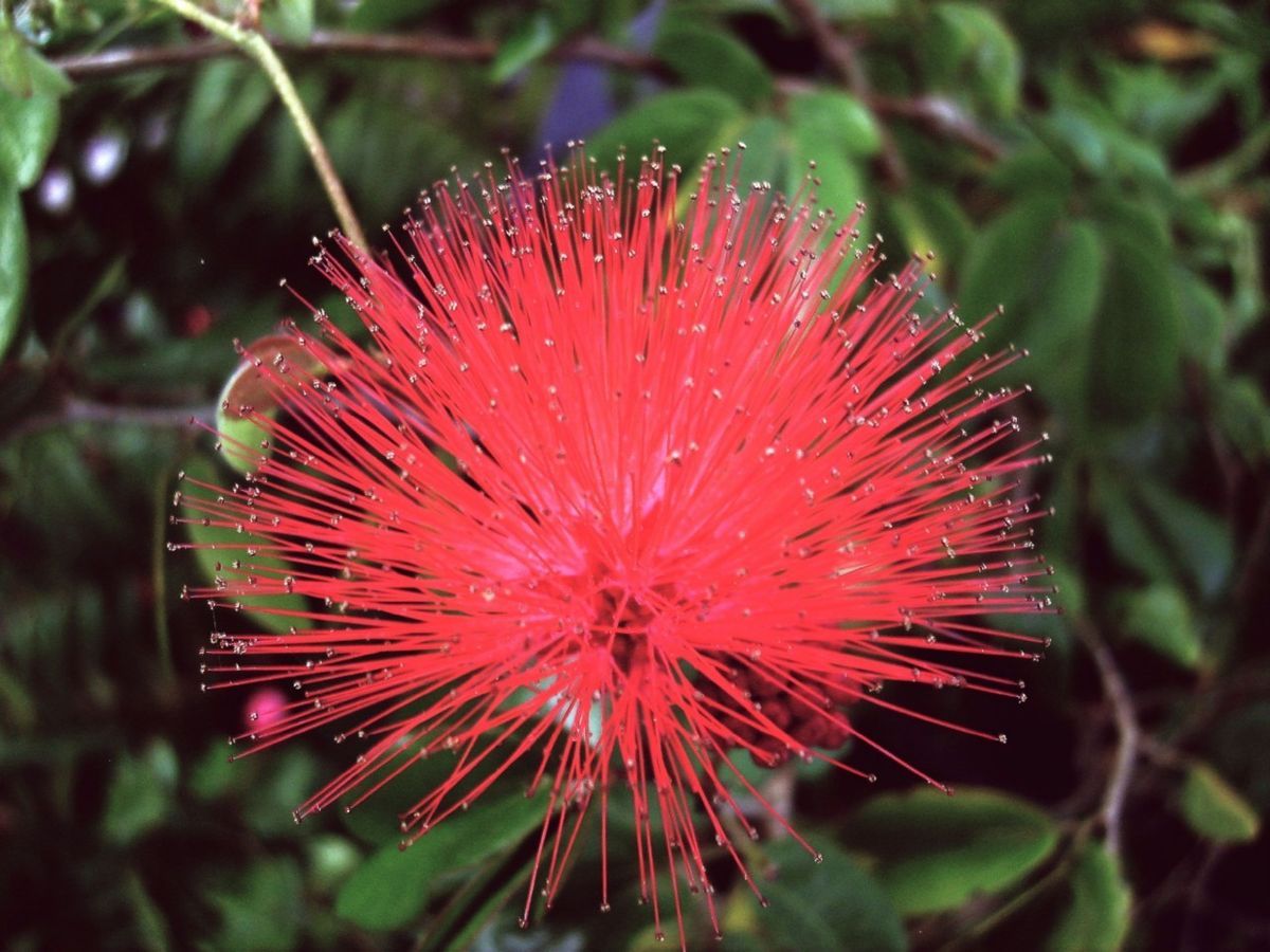 Dwarf Powder Puff Plant Butterfly Hummingbird Garden